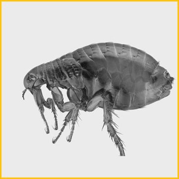 земляные блохи