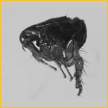 блоха домашняя