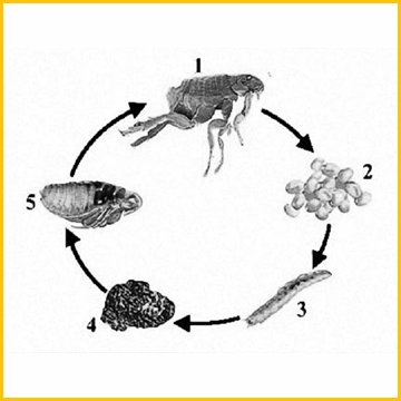жизненный цикл блох