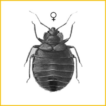 постільний клоп