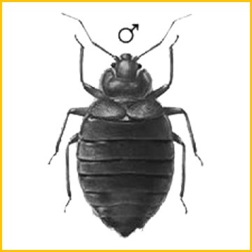 знищення клопів