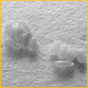 яйця клопів