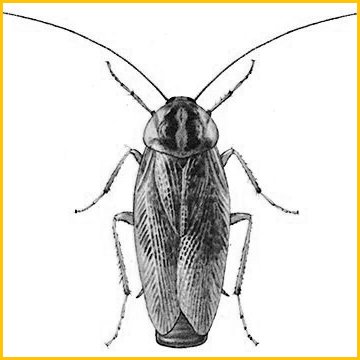 Средство от тараканов